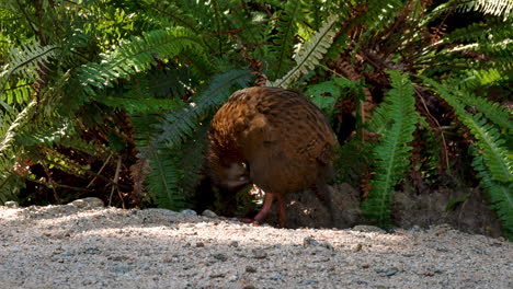 Weka-Bird-in-jungle-cleaning-himself-outdoors-during-sunlight-in-the-morning