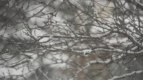 Slow-motion-footage-of-tree-branches-swaying-in-the-wind-during-a-light-snowfall-in-British-Columbia-Canada