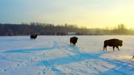 winter-sunrise-yellow-glow-reflection-of-large-adult-brown-mammal-buffalo-shadows-exodus-across-the-habitat-and-one-of-them-distinctly-dances-out-of-formation-to-go-ahead-of-the-herd-of-bisons-4-6