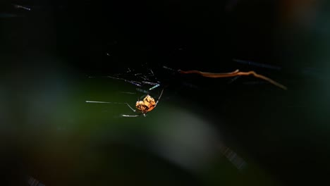 Latrodectus-elegans,-Black-Widow-Spider,-Thailand