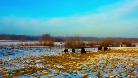 boom-dolly-camera-drive-over-to-a-field-of-wild-bison-before-extinction-on-a-winter-meltdown-sunrise-early-morning-as-their-offspring-graze-and-dine-over-the-fields-of-raw-pastures-in-Elk-Island-Park