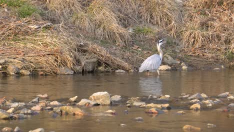 Grey-Heron-Walking-in-a-pond-shallow-water-in-Seoul-Yanjae-stream-on-sunset-golden-hour