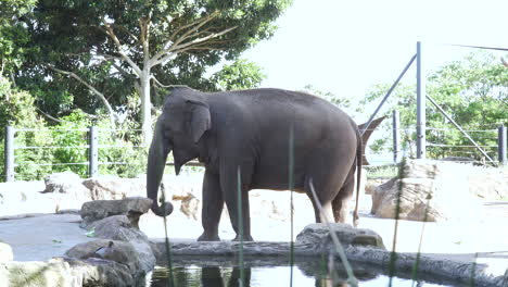 Large-Elephant-Walking-Through-His-Territory-In-The-Zoo---medium-shot