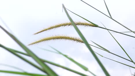 point-of-view-flower-grass-blowing-in-the-wind-against-the-grass-foreground
