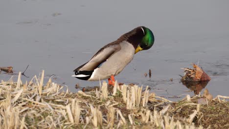 Male-Mallard-Duck-Preening-Feathers-On-Riverbank