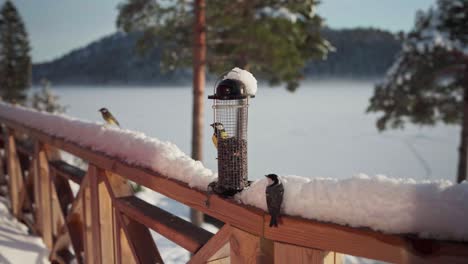 Flock-Of-Birds-Perch-And-Feeding-On-Seeds-Feeder-Outside-A-Wooden-Cabin-During-Winter-Near-Trondheim-In-Norway