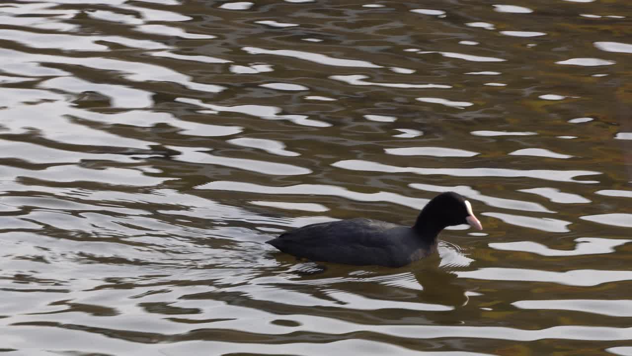 Vídeo De Arquivo Premium Galeirão Eurasiano Nadando Nas águas Ondulantes De Uma Lagoa Em Seul