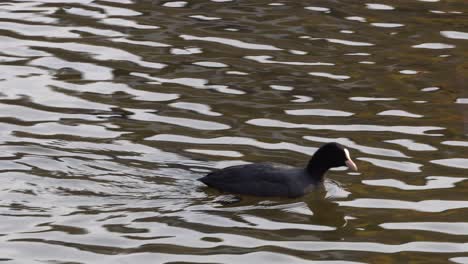 Eurasian-Coot-Swimming-At-Rippling-Water-Of-Pond-In-Seoul,-South-Korea