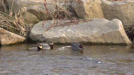Foraging-Mallard-Dabbling-Ducks-On-Rocky-Lake-With-Rippling-Water-During-Daytime