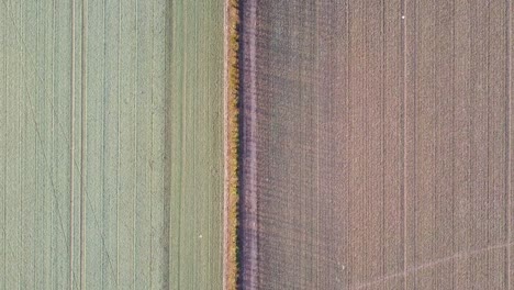 Aerial-birds-eye-view-shot-over-a-border-between-two-fields,-one-ploughed-the-other-green,-border-central