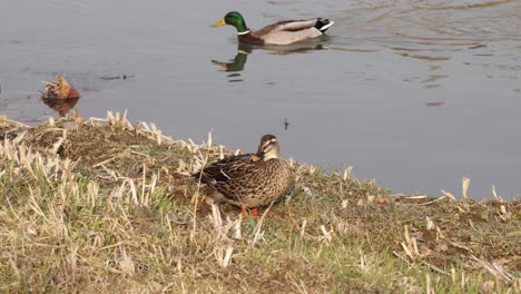 Female-Mallard-Duck-Rested-On-Dry-Grass-By-The-River-With-Male-Mallard-Swimming-At-Sunny-Day