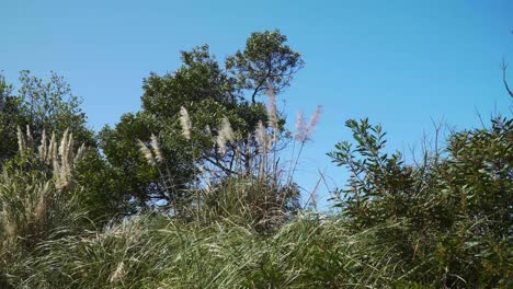 4K-cortaderia-selloana-commonly-known-as-pampas-grass-shaking-in-the-wind-with-the-blue-sky-in-the-background
