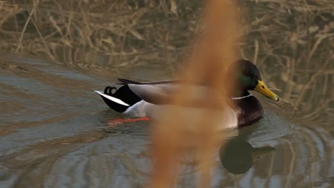 Male-Mallard-Duck-Swimming-In-The-Pond-Water