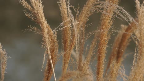 Golden-Fountain-Grass-Swaying-As-The-Wind-Blows-Against-Bokeh-Pond-At-Springtime