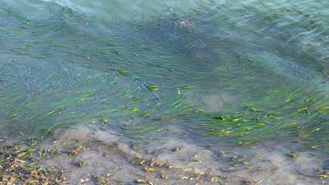Green-eel-grass-flourishing-on-the-shallow-shores-of-Elkhorn-Slough-Nature-Reserve