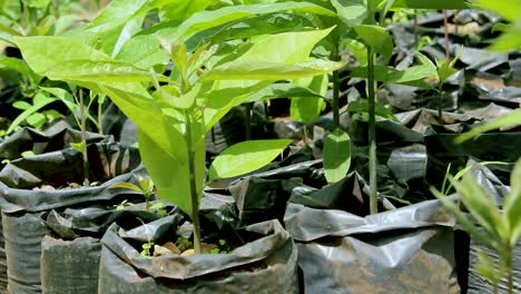 Africa-Kenya-Green-bio-organic-low-waste-smart-agriculture---A-mango-seedling-in-a-home-garden,-indoor-farming-kenya-Africa-during-covid-2020-2021-social-distancing-2020-new-year-2021