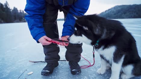 Persona-Sosteniendo-Pescado-Recién-Capturado-Y-Olido-Por-Su-Mascota-Perro-Malamute-De-Alaska-En-Invierno-En-Trondheim,-Noruega