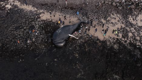 People-standing-close-to-dead-body-of-large-whale-stranded-on-beach,-Iceland