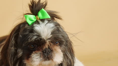 Portrait-of-excited-cute-little-Shih-Tzu-dog-with-green-bow---Close-up