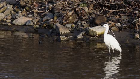 Little-Egret-Standing-And-Waiting-For-Prey-In-The-Pond