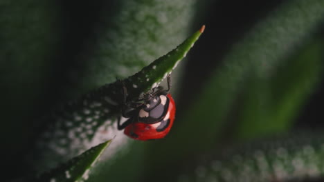 Ladybug-Crawling-On-Leaf-Of-Indoor-Succulent-Plant