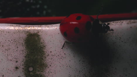 Light-Flash-Through-Red-Ladybird-Crawling-At-Porcelain-Pot-Of-A-Plant