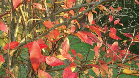 Die-Bunten-Blätter-Eines-Heidelbeerstrauchs-Im-Herbst