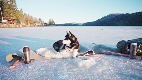 Alaskischer-Malamute-hund,-Der-Im-Winter-In-Trondheim,-Norwegen,-Auf-Einer-Matte-Mit-Pelzteppich-Unter-Sonnenlicht-Liegt