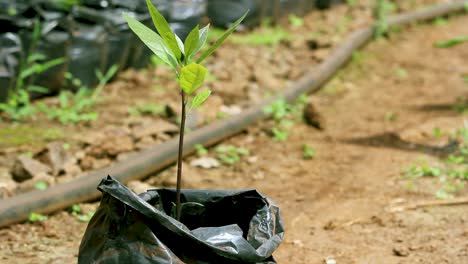 Agricultura-Inteligente-Bio-Orgánica-Verde-De-Bajo-Desperdicio:-Una-Plántula-De-Mango-En-Un-Jardín-Doméstico,-Agricultura-De-Interior-Kenia-áfrica-Durante-Covid-2020-2021-Distanciamiento-Social-2020-Año-Nuevo-2021
