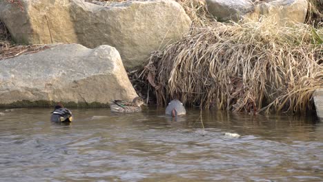 Waterfowl-Mallard-Ducks-Hunting-For-Food-On-Freshwater-Stream-With-Big-Rocks