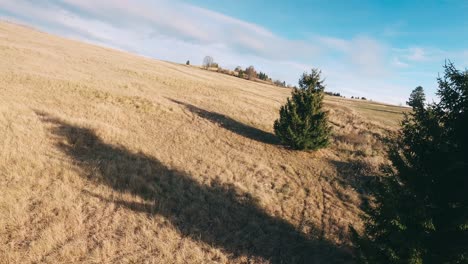 AERIAL-Racing-drone-zig-zag-flying-fast-between-pine-trees-on-a-hill-during-late-autumn-sunset