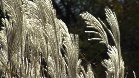 Close-up-of-Elephant-Grass-plumes-blowing-in-the-wind-as-they-catch-the-sunlight