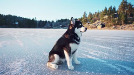 Alaskan-Malamute-Dog-Breed-On-Snowscape-Rural-Feeds-By-His-Owner-During-Daytime-In-Trondheim,-Norway