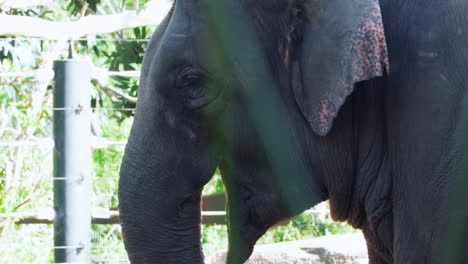 Vista-Lateral-De-Un-Elefante-Alimentándose-En-El-Zoológico-Del-Parque-De-Vida-Silvestre-Durante-El-Día-Soleado