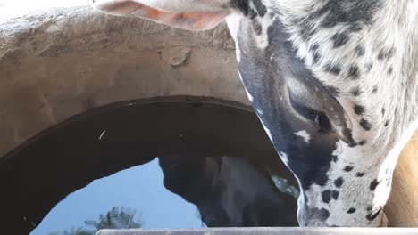 Close-up-of-cow-drinking-water-in-Cattle-tank,-cows-on-a-pasture-drinking-water-from-a-big-tank