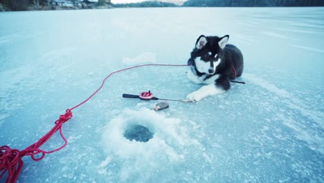 Alaskan-Malamute-Lying-On-Frozen-River-Next-To-Ice-Hole-With-Man-Putting-Bait-On-Fishing-Rod-In-Trondheim,-Norway