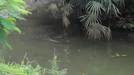 Crocodile-swimming-and-lurking-on-the-lake
