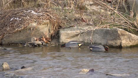 Drake-Mallard-Ducks-At-The-Calm-Pond-Dive-Looking-For-Food-To-Eat