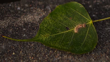 Hairy-caterpillar-on-a-leaf-moving-and-turning