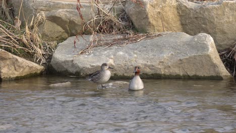 Hen-And-Drake-Mallards-Standing-In-Rocks-At-Water-Surface-Of-A-Rippling-River