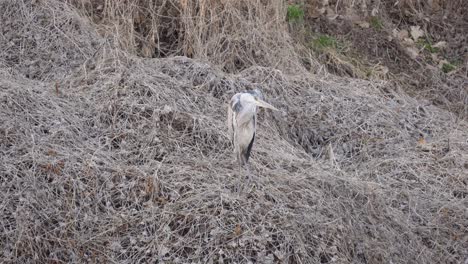 Grey-Heron-Standing-With-One-Leg-While-Looking-In-The-Distance