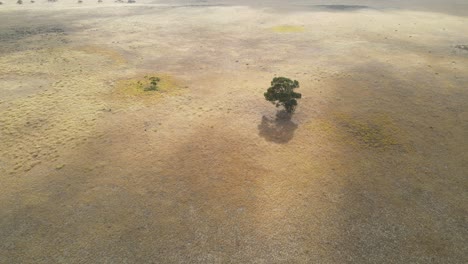 Aerial-flyover-endless-dry-landscape-and-magic-tree-in-abandoned-wild-area-during-sunny-day