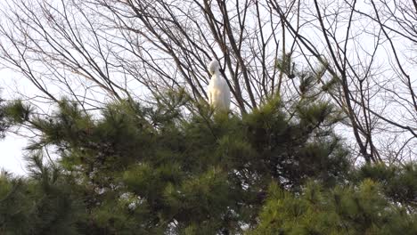 Great-Egret---Great-White-Heron-Preening-Itself-On-Top-of-Korean-Pine-Tree