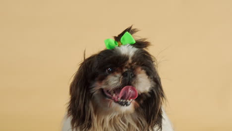 Breathless-Shih-Tzu-with-green-bow-looking-around-isolated-on-backdrop---Medium-close-up-shot