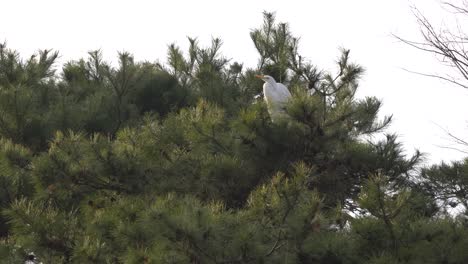 Great-White-Heron-Bird-Perch-On-Pine-Tree-With-Green-Foliage
