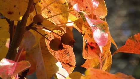 Close-up-of-the-leaves-and-fruit-of-a-wild-pear-tree-in-autumn