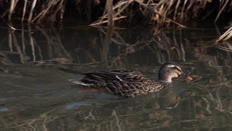 Female-Hen-Mallard-Duck-Swimming-In-Pond-With-Reflection-During-Daytime