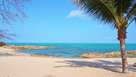 Palm-Tree-At-Seaside-Sandy-Beach-Island-Daytime-sunny-Weather