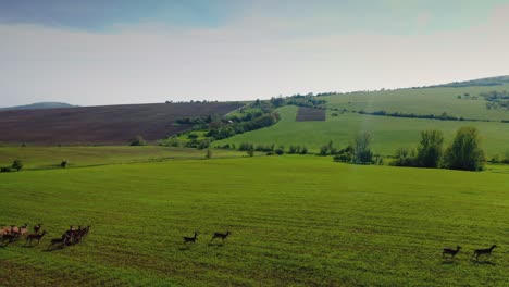 Aerial-shot-with-the-drone-flying-forward-above-a-herd-of-deer-running-in-a-field