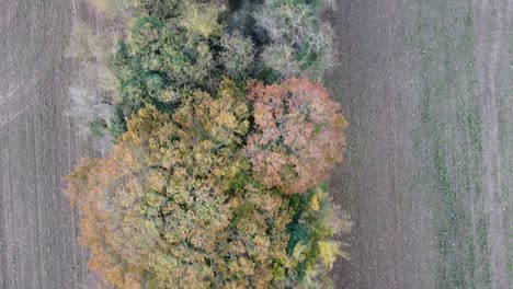 Aerial-top-down-view-over-a-row-of-a-row-of-tree-top-with-autumn-colours,-bright-daylight